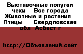 Выставочные попугаи чехи  - Все города Животные и растения » Птицы   . Свердловская обл.,Асбест г.